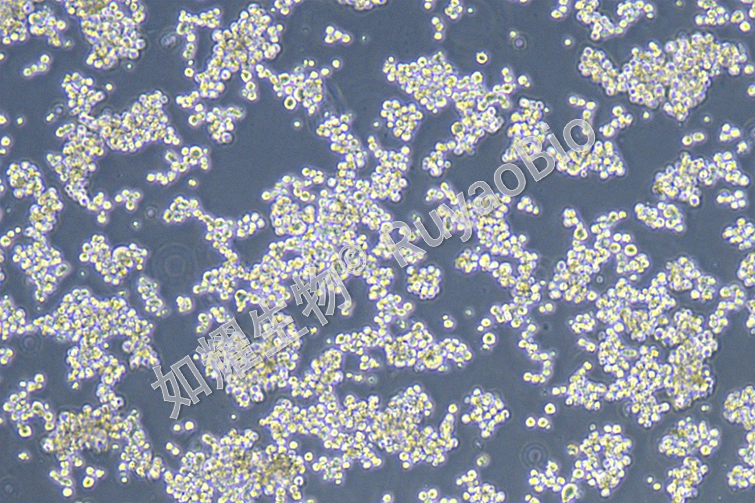人结直肠腺癌细胞；COLO320DM (STR) - 如耀生物