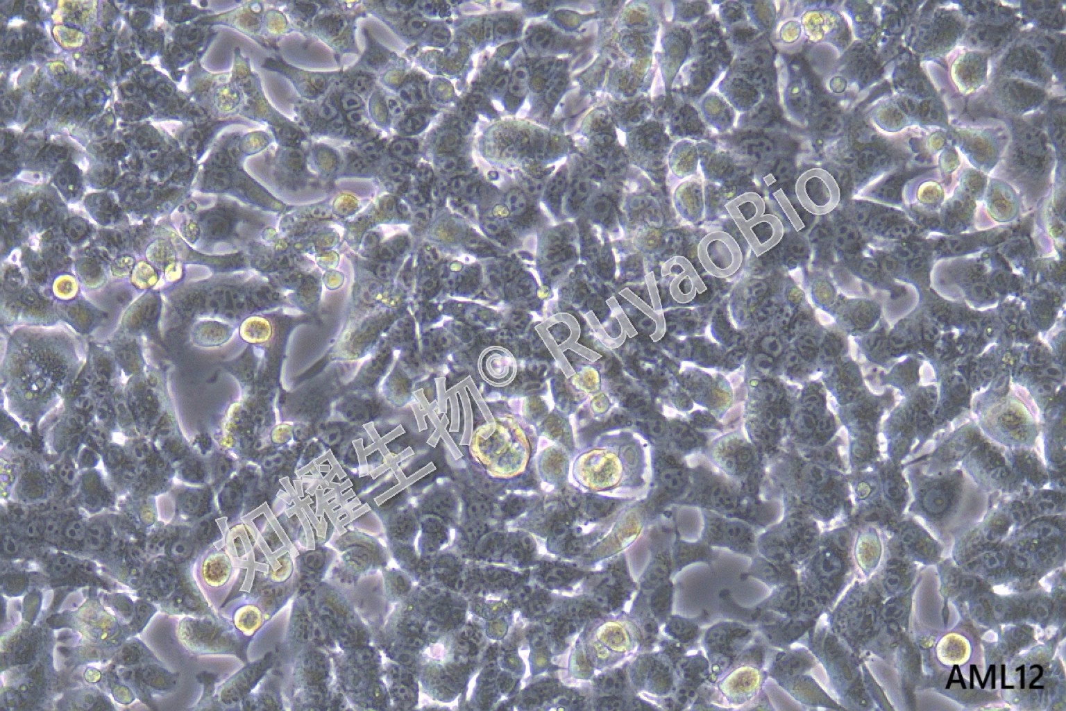 小鼠肝细胞；AML12 - 如耀生物