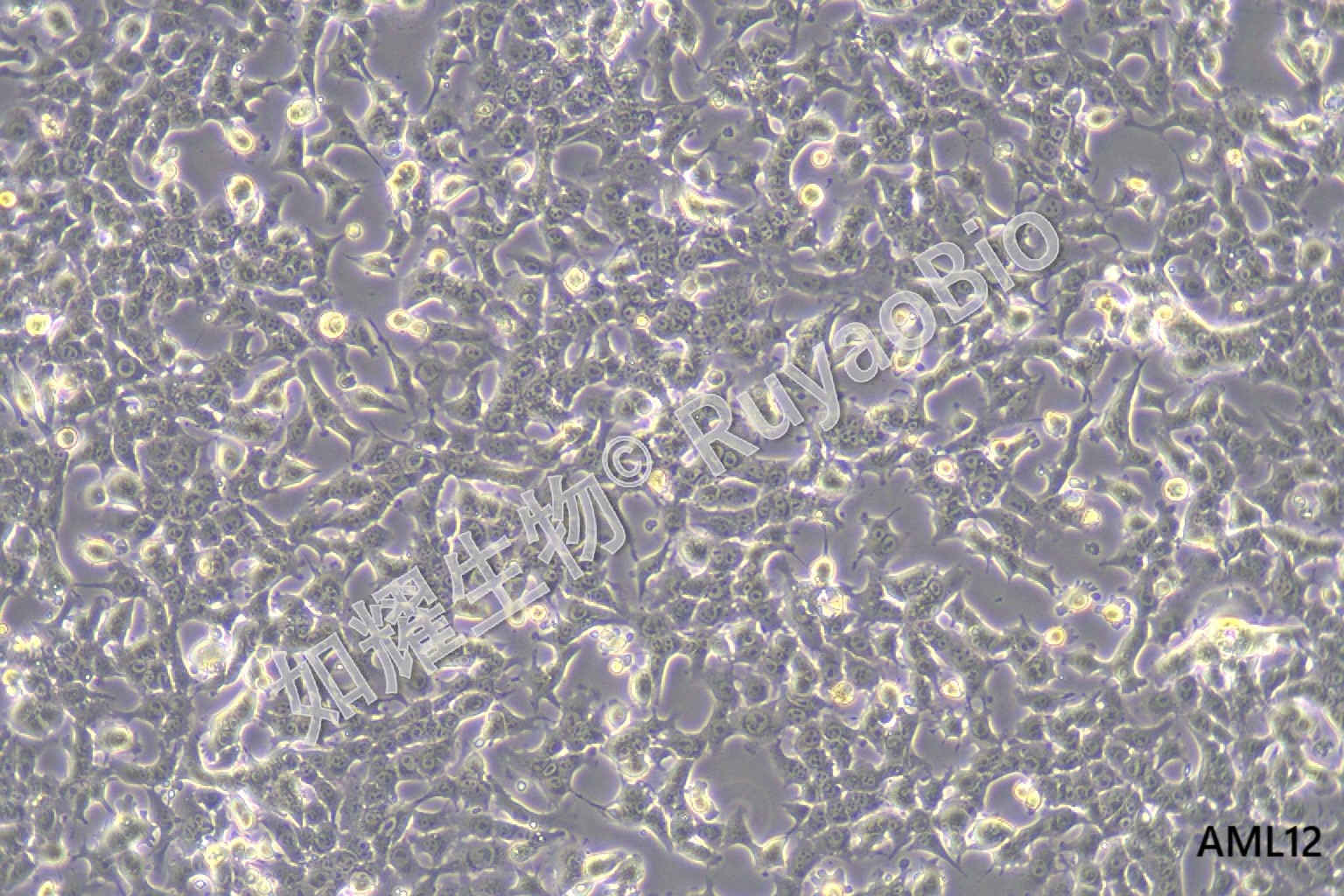 小鼠肝细胞；AML12 - 如耀生物