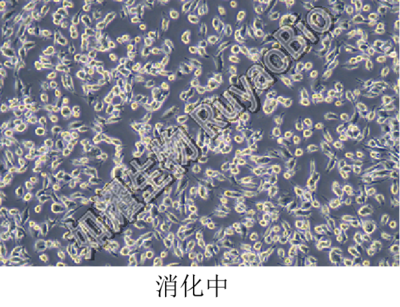 消化中加水印.png
