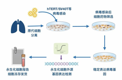 细胞永生化技术步骤.png