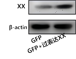 慢病毒1.png