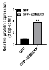 慢病毒2.png