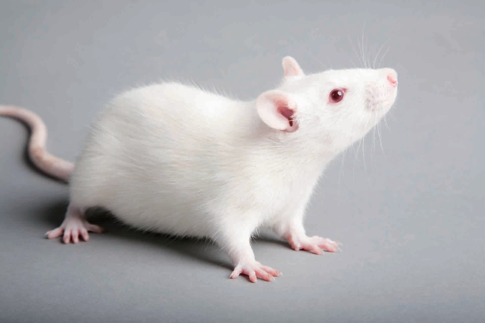 ABUIABAEGAAgnPmGtgYo6Jiu7QYwgA84gAo